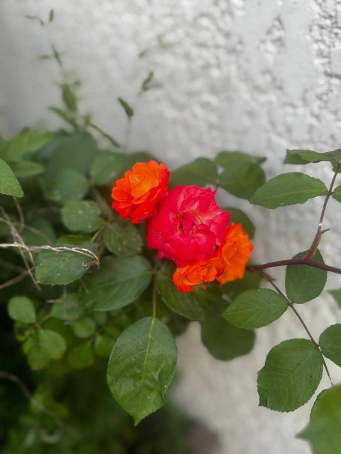 Location de vacances pour 6 personnes, avec terrasse ainsi que vue et jardin, animaux acceptés à Sully-sur-Loire - 2