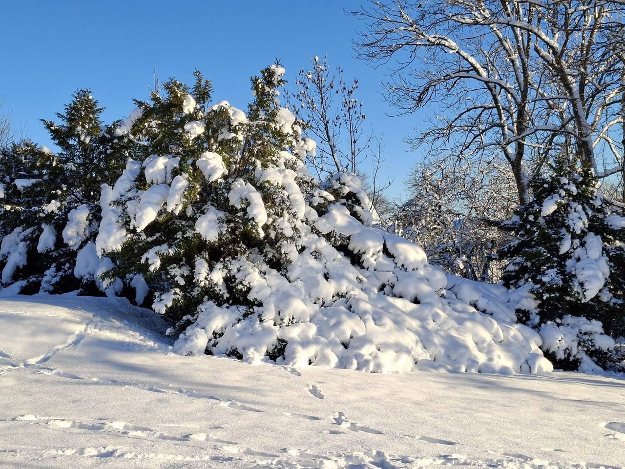 Ganze Ferienwohnung, Fewo Harzer Wiesenberg in Schulenberg im Oberharz, Harz (Sachsen-Anhalt)