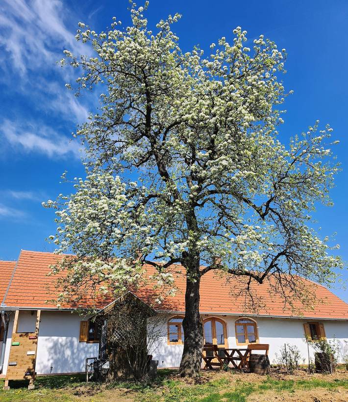 Ferienhaus für 4 Personen, mit Ausblick und Garten, mit Haustier in Ungarn