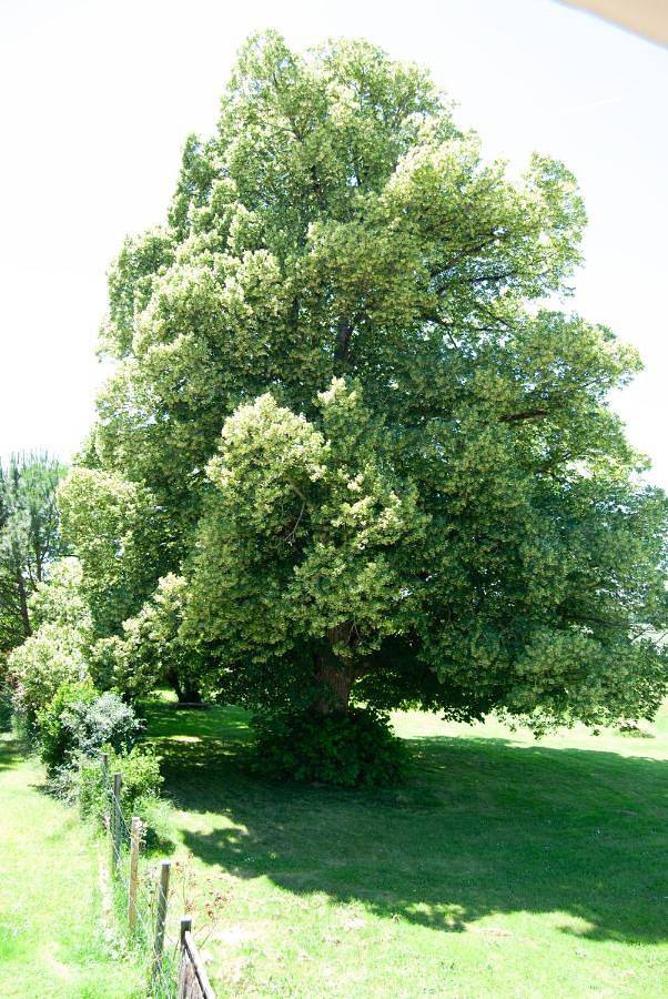 Gîte pour 2 personnes, avec terrasse et jardin à Rouffignac - 4