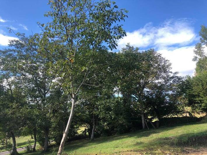 Location de vacances pour 14 personnes, avec jardin et terrasse à Tours-sur-Meymont - 4