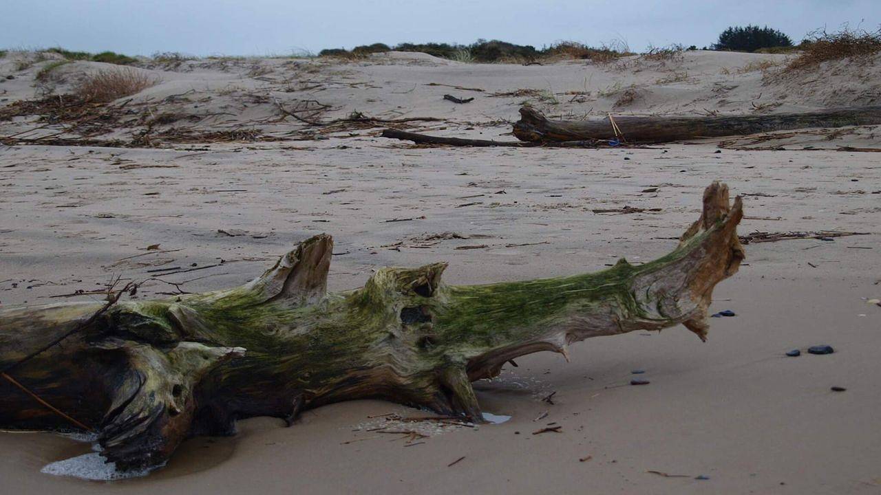 Ferienhaus für 4 Personen (35 m²) in Bindslev in Tversted, Tannisbucht