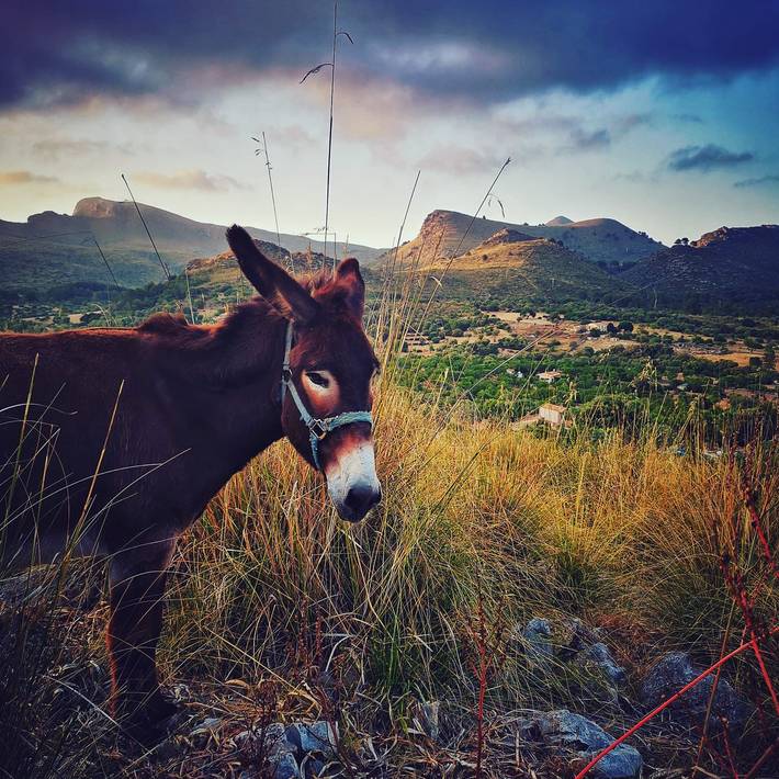 Villa für 6 Personen, mit Whirlpool und Garten sowie Terrasse in Artà - 3