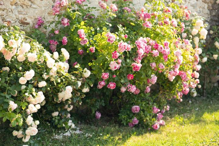Gîte pour 6 personnes, avec terrasse et jardin dans Marne - 4