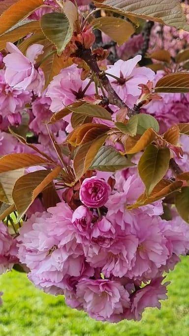 Gîte pour 5 personnes, avec vue et terrasse à Sceaux - 4