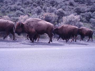 Log Cabin for 8 People in Custer Gallatin National Forest, Park County (MT), Photo 4