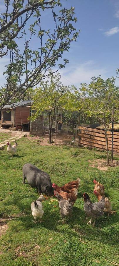 Chambre d’hôte pour 5 personnes, avec jardin et vue à Batalha - 2