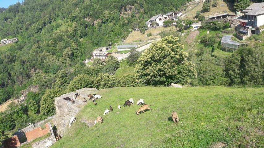 Location de vacances pour 3 personnes, avec jardin ainsi que terrasse et vue, animaux acceptés à Pignerol - 4