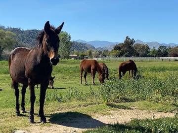 Barn for 6 Guests in Kernville, Sequoia National Park, Picture 2