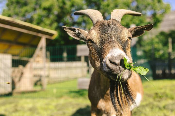 Bauernhof für 8 Personen, mit Garten, mit Haustier in Baden-Württemberg - 4