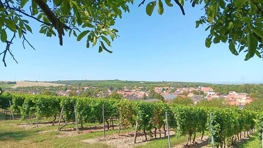 Ferienhaus für 4 Personen, mit Garten in Rheinhessen - 3