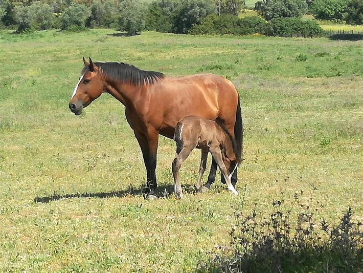 Casa de vacaciones para 7 personas, con Terraza y Vistas en Santarém
