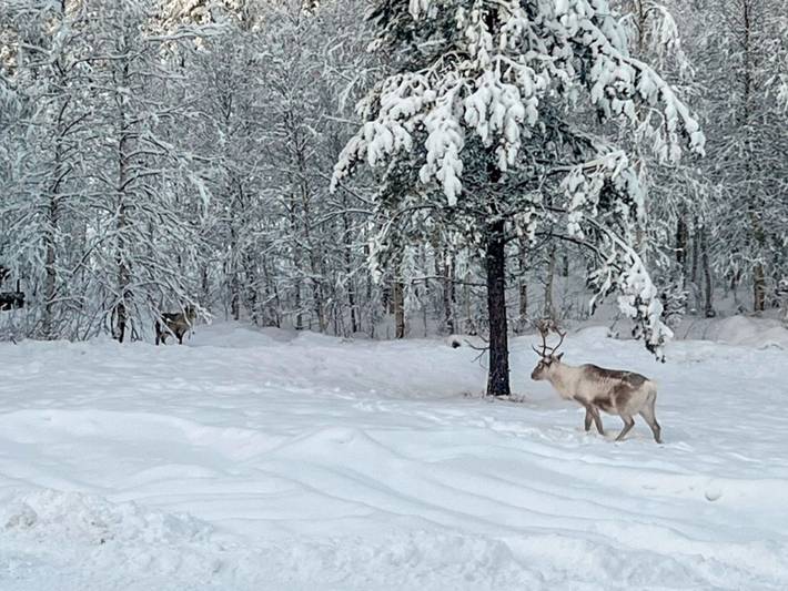 Vaaranpää in Rovaniemi, Lappland