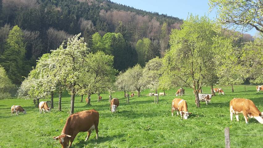 Bauernhof für 4 Personen, mit Balkon und Balkon/Terrasse in Landkreis Rosenheim - 4