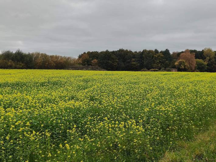 Ferienhaus für 4 Personen, mit Terrasse, kinderfreundlich in Råbylille Strand - 2