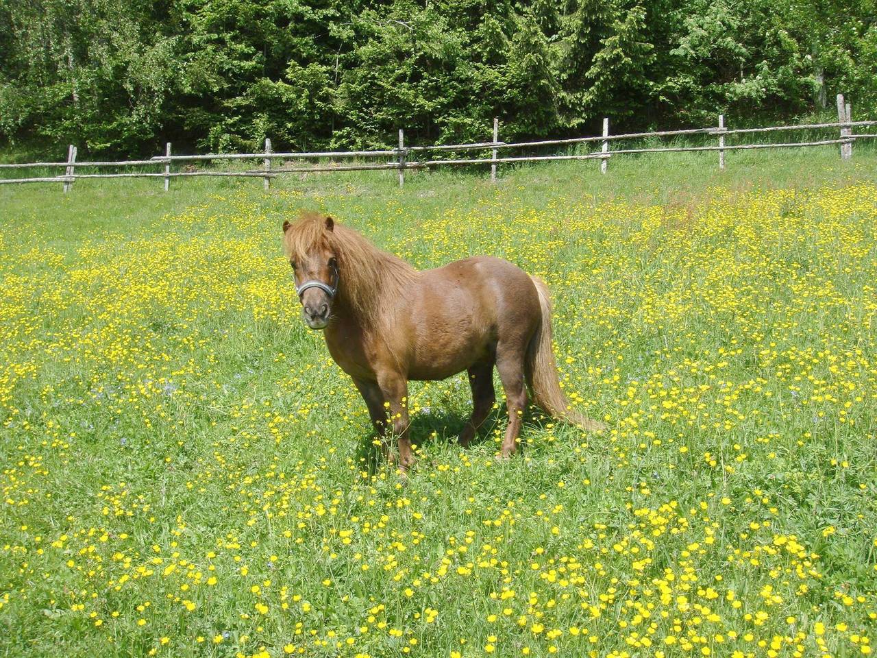 Wöllaner-Nock in Arriach, Villach-Land
