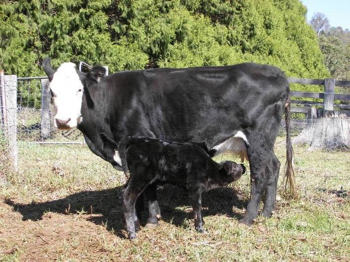 Chambre d’hôte pour 2 personnes, avec terrasse et vue dans Australie - 3