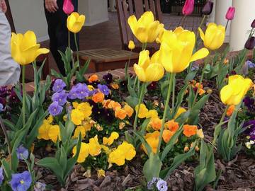 Cottage for 4 Guests in Pinehurst, North Carolina, Picture 1