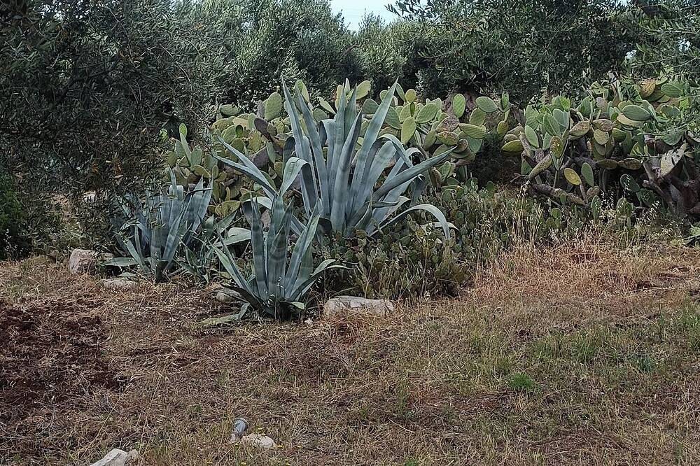 Splendida villa immersa in un uliveto millenario a 5 minuti dal mare in Conversano, Provincia di Bari