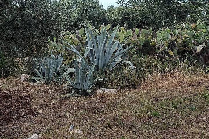 Villa per 6 persone, con animali domestici in Conversano