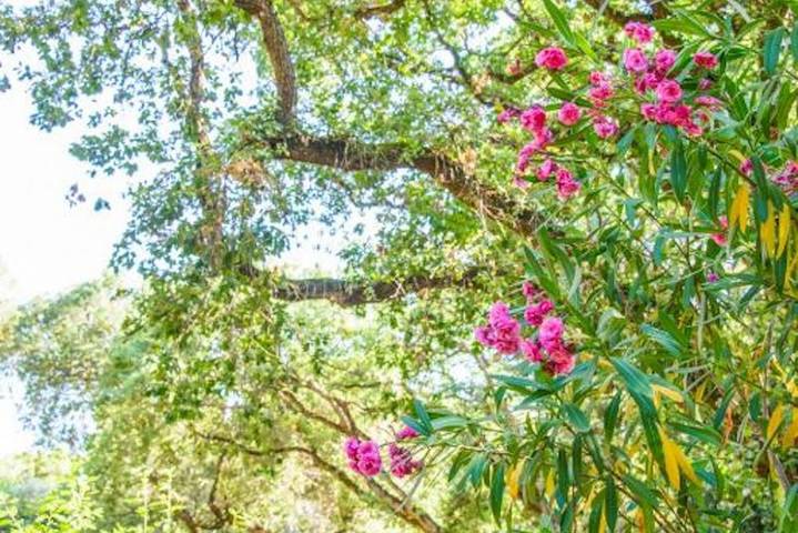 Chambre d’hôte pour 3 personnes, avec balcon/terrasse et piscine en Toscane - 3
