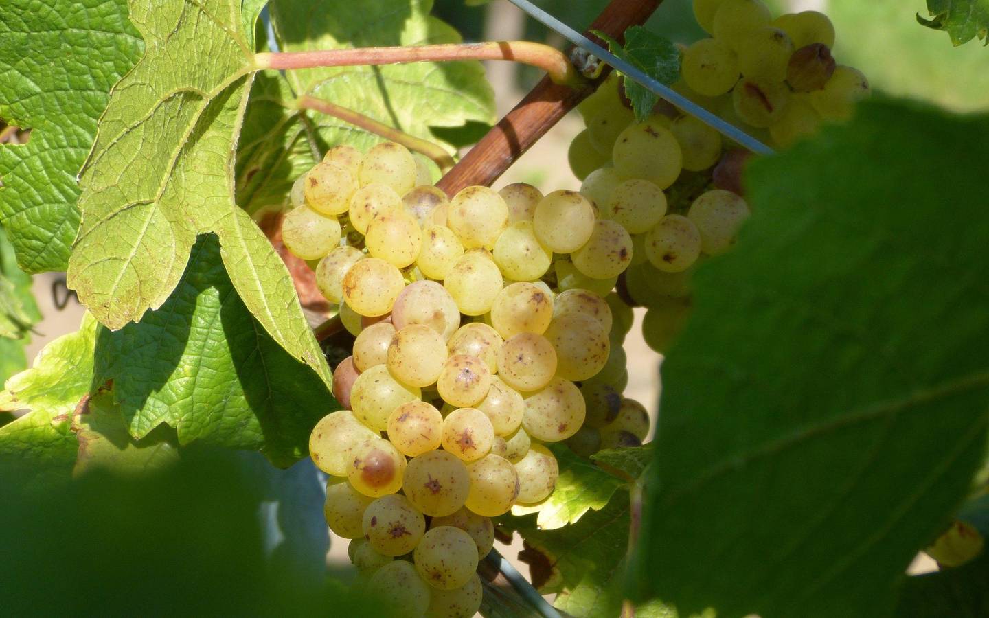 Ganze Ferienwohnung, Appartement/Fewo, Dusche oder Bad, Wc, Nichtrauche in Neustadt an der Weinstraße, Deutsche Weinstraße