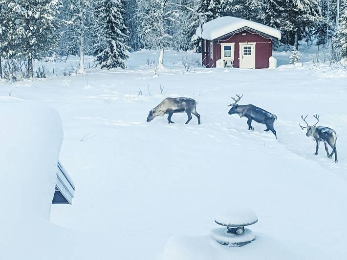 Fjällrävstuga in Lappland (Schweden)