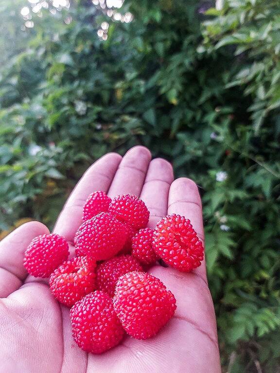 Sunshine Brasília, a sight to behold in Lago Norte, Federal District (Brazilien)