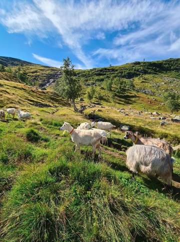 Chalet voor 6 Personen in Totak, Vestfold og Telemark, Afbeelding 2