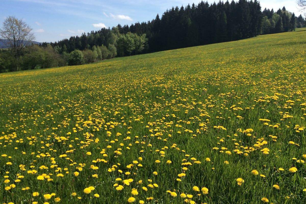 Ferienwohnung in Vorderweißenbach, Mühlviertel