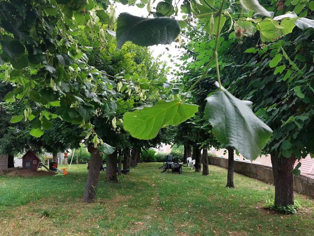Aux Tilleuls de Renaison - Platane in Renaison, Région de Roanne