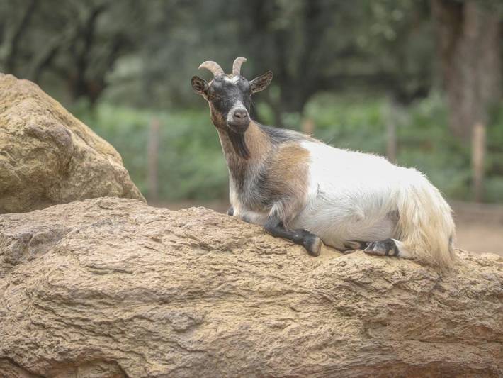 Location de vacances pour 2 personnes, avec jardin et terrasse à Pietracorbara - 4