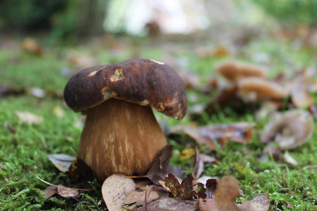 Chambres d'hôtes La Brillève in Lamotte-Beuvron, Sologne