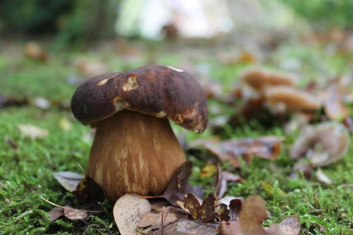 Location de vacances pour 3 personnes, avec jardin et vue à Lamotte-Beuvron - 3