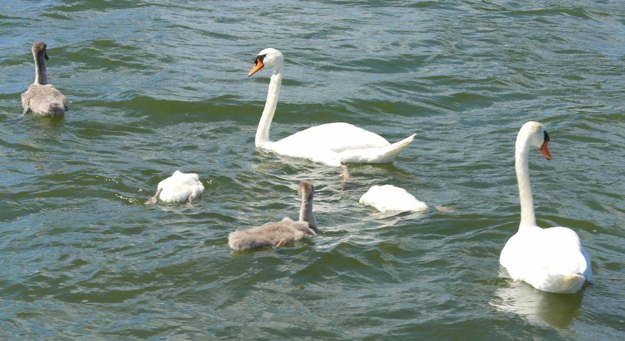 't Anker in Elburg, Veluwemeer