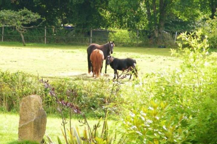 Location de vacances pour 18 personnes, avec piscine à Camors - 3