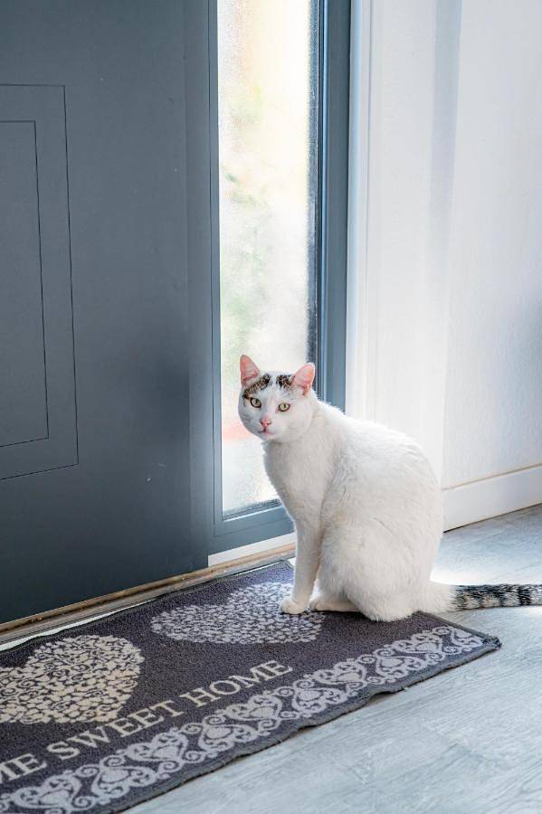 Gîte pour 4 personnes, avec jardin et jacuzzi à Erstein - 4