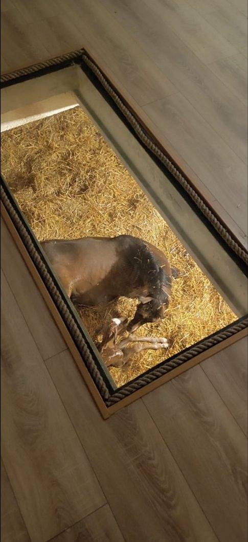 Gîte les Sabots du Soleil in Lamothe-Fénelon, Lot