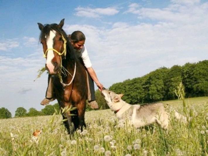 Ferienhaus für 3 Personen, mit Ausblick und Sauna sowie Garten, kinderfreundlich am Tollensesee - 2