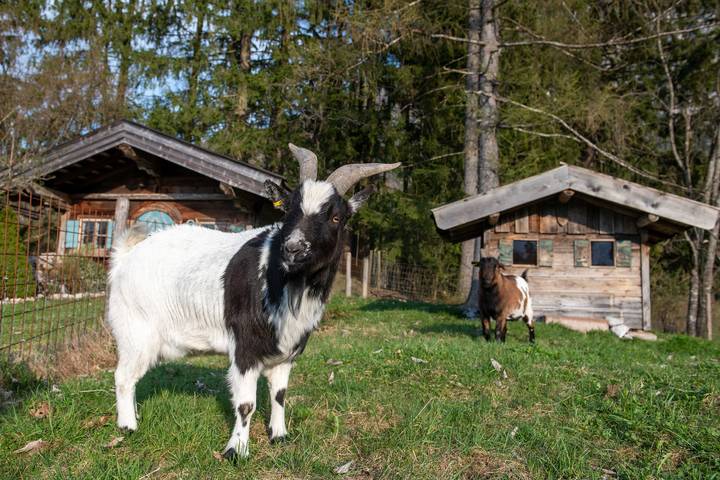 Ganze Ferienwohnung, Knoglerhof inkl. Chiemgaukarte - 1 Appartement 35qm, Balkon, Kochnische, 1 Wohnschlafzimmer, max 2 Pers, WLAN in Ruhpolding, Bayerische Alpen