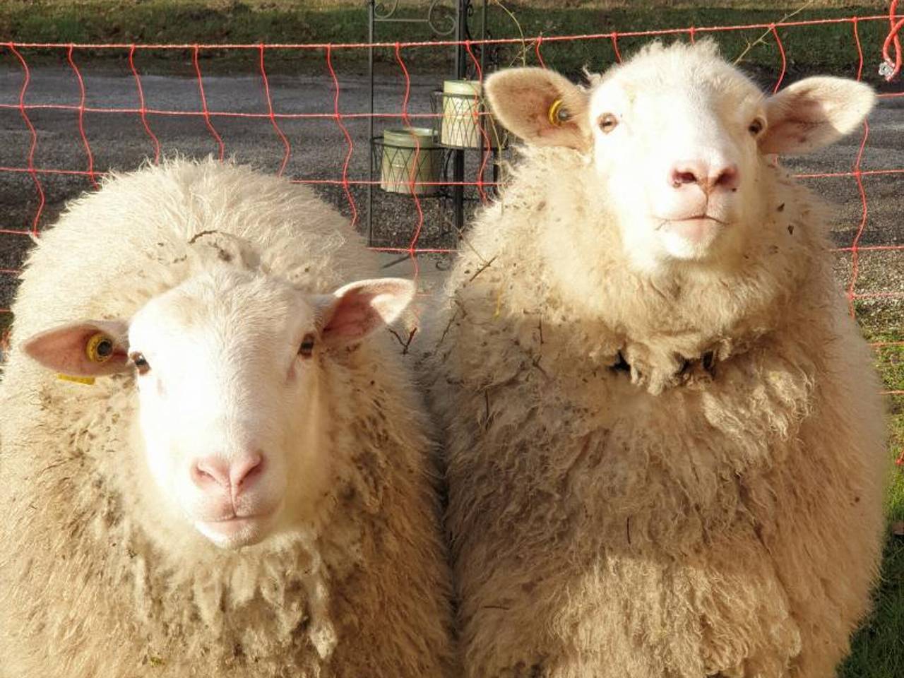 Retraite Paisible au Cœur de la Forêt de Rambouillet avec Étang Privé et Charme Authentique in Clairefontaine-en-Yvelines, Parc naturel régional de la Haute Vallée de Chevreuse
