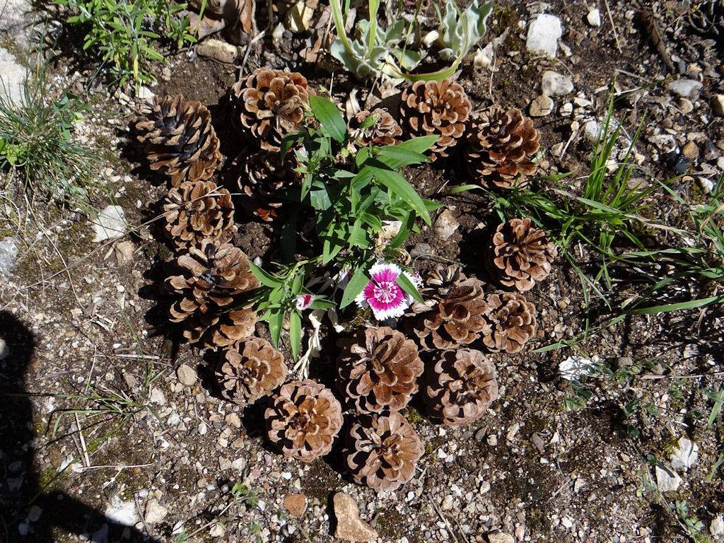 Cabanon dans la Colline pour séjour atypique - meublé classé 1 * in Cahors, Parc Naturel Régional des Causses du Quercy