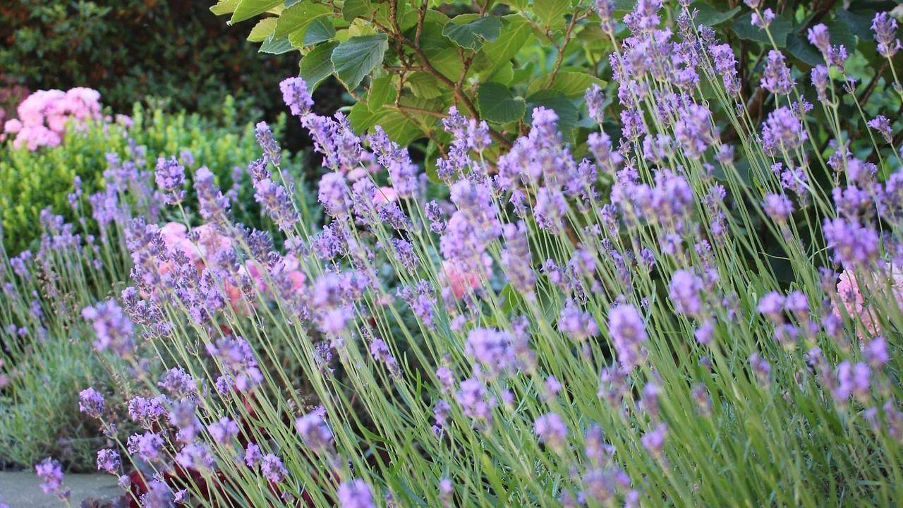 Ganze Ferienwohnung, Ferienwohnung für 3 Personen (73 m²) in Waldbröl in Waldbröl, Oberbergischer Kreis