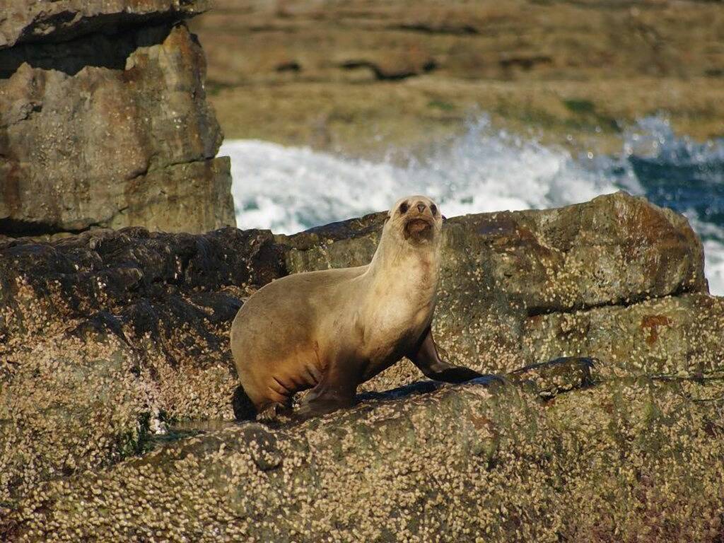 Ganze Wohnung, Familienfreundlich - 750 m zum Strand, 300 m zum Park und 60 m zur nächsten Bar / Restaurant in Huskisson, Jervis Bay