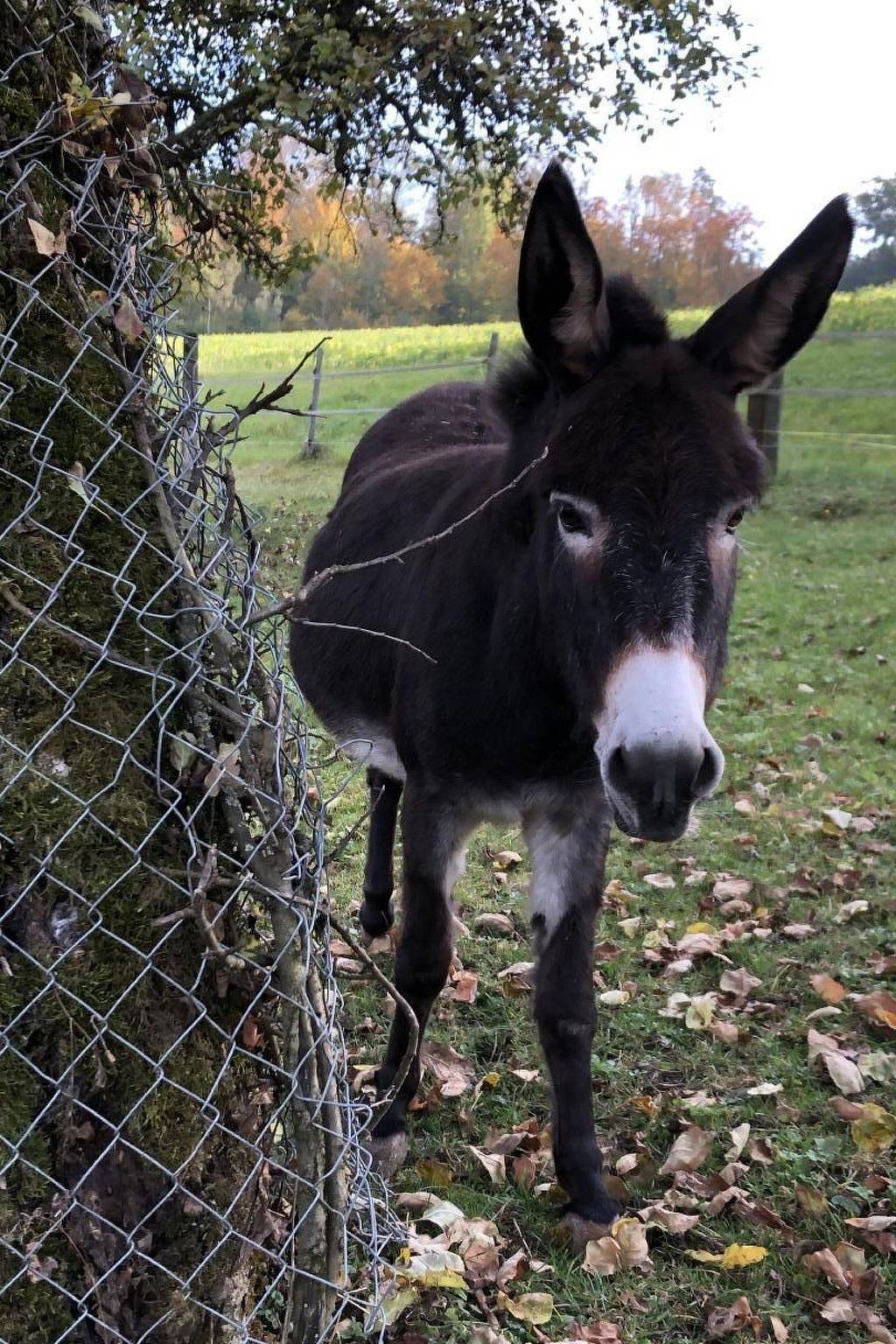Appartement entier, Tieroase Grünegg in Eschenz, Lac de Constance (Suisse)