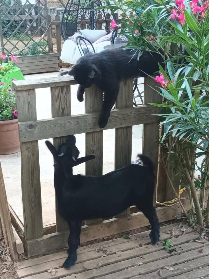 Gîte pour 2 personnes, avec jardin et vue à Groléjac - 4
