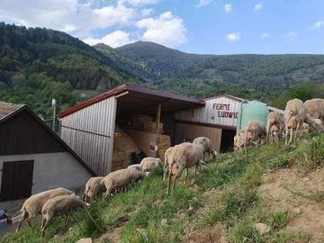 Gîte pour 5 personnes, avec vue, animaux acceptés à Goldbach-Altenbach