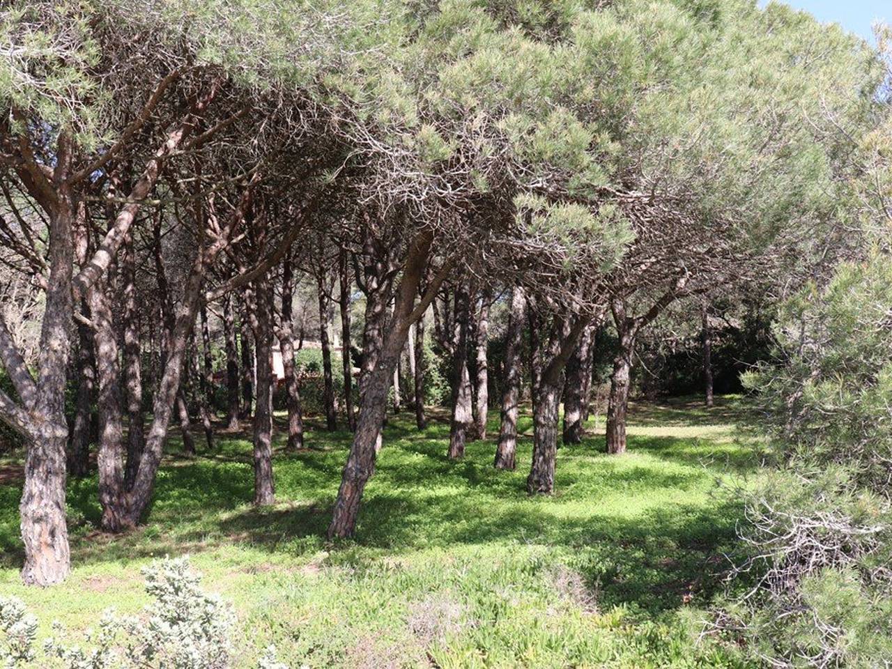 Seaside Villa in Pine Grove with 4 A/C Bedrooms and Direct Beach Access in Cavalaire-sur-Mer, Parc national Port-Cros