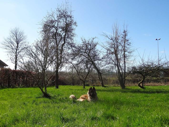 Ferienhaus für 5 Personen, mit Terrasse und Garten, mit Haustier in Gelting - 4