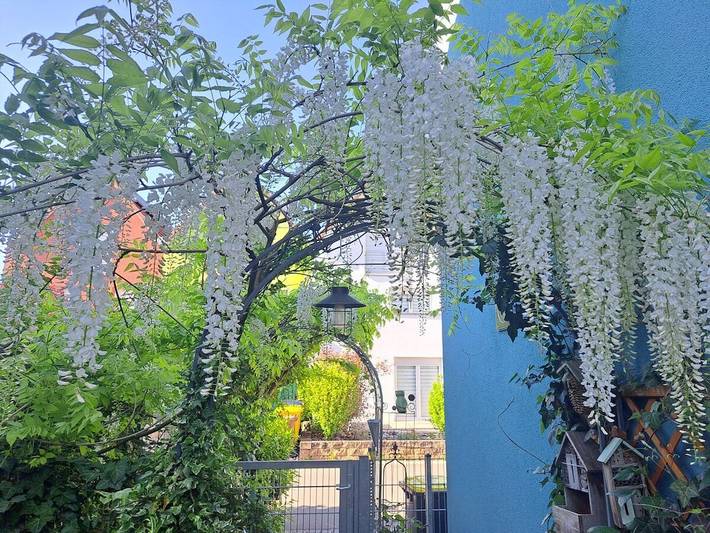 Location de vacances pour 8 personnes, avec jardin, animaux acceptés à Rielasingen-Worblingen - 3